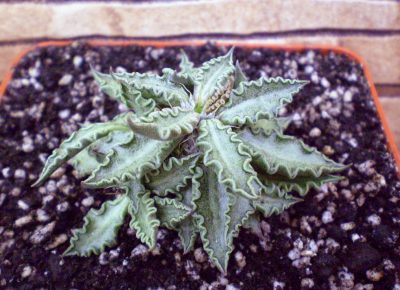 Euphorbia tulearensis №2 - Зображення 2