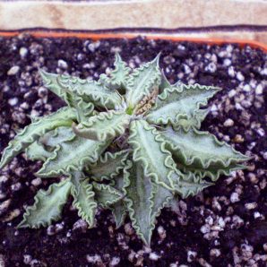Euphorbia tulearensis №2