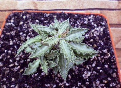 Euphorbia tulearensis №2