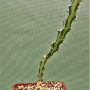 euphorbia-vandermerwei-knuthii-type-mozambigum