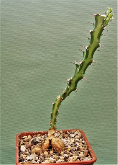 euphorbia-vandermerwei-knuthii-type-mozambigum