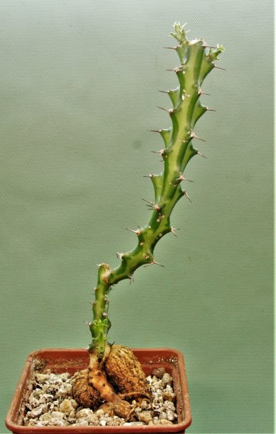 euphorbia-vandermerwei-knuthii-type-mozambigum - Зображення 2