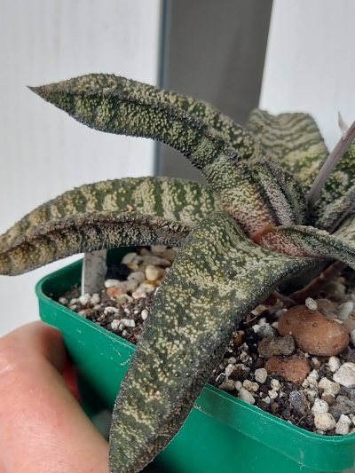Gasteria Batesiana - Зображення 3