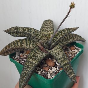 Gasteria Batesiana