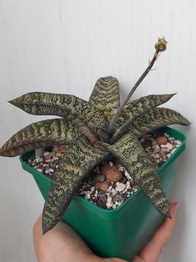 Gasteria Batesiana