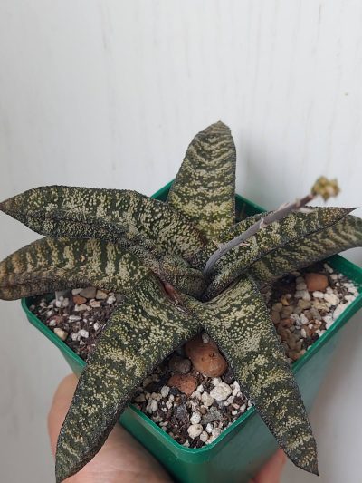 Gasteria Batesiana - Зображення 2