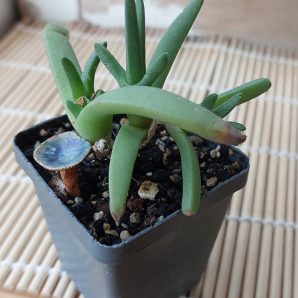 Mesembryanthemum cigarettiferum