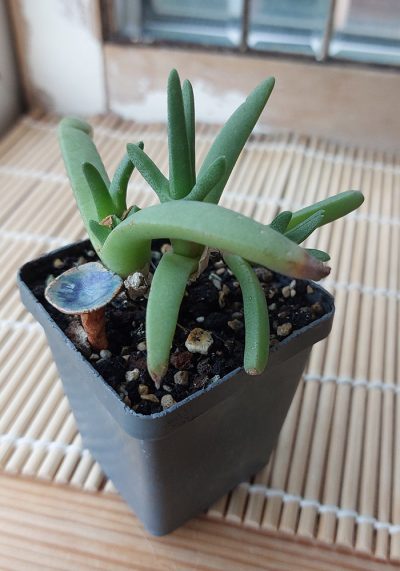 Mesembryanthemum cigarettiferum
