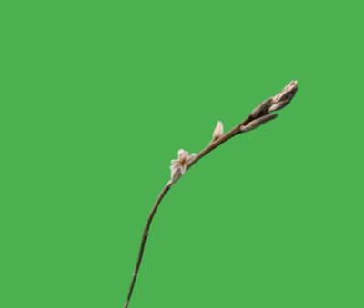 Haworthia hybrid maughanii x crystallina - Зображення 3