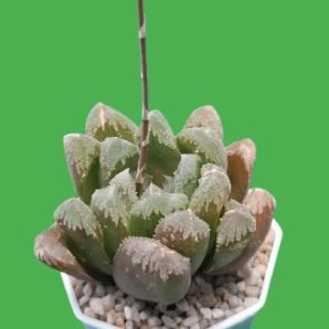 Haworthia hybrid maughanii x crystallina