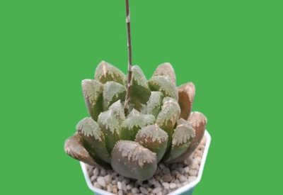 Haworthia hybrid maughanii x crystallina