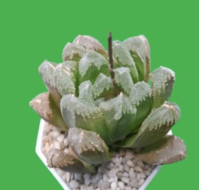 Haworthia hybrid maughanii x crystallina - Зображення 2