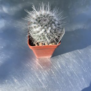Mammillaria chionocephala ssp. woodsii коробочка 5-ка 150 гр