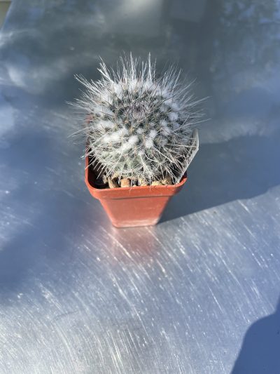 Mammillaria chionocephala ssp. woodsii коробочка 5-ка 150 гр