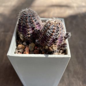 Mediolobivia palida коробочка-5-ка 150 гр