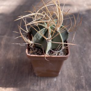 Astr. senile v. aureum- cube-5cm 150гр