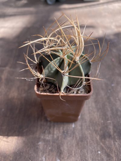 Astr. senile v. aureum- cube-5cm 150гр