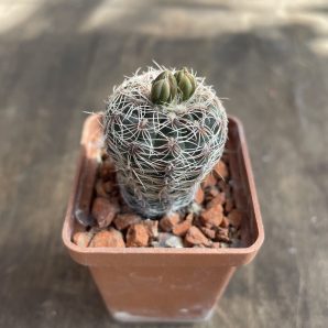 Gymnocalycium bruchii var. pawlovskyi VG 545 Gymnocalycium bruchii var schimadae GN 531