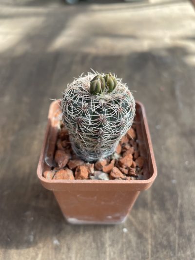 Gymnocalycium bruchii var. pawlovskyi VG 545 Gymnocalycium bruchii var schimadae GN 531