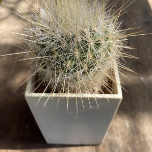 Echinomastus (Thelocactus) macdowellii кубик-7ка 150 гр | 29