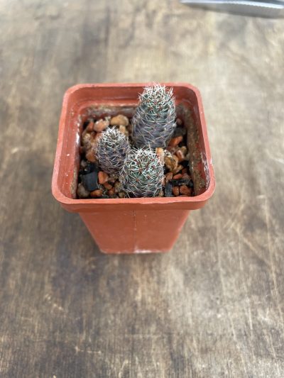 Mediolobivia palida кубик 5. 150 гр за кубик
