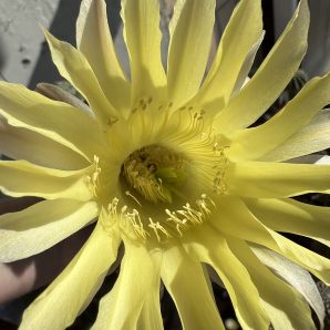 діточка Echinopsis Ika - Funny Chicken, d = 3 см