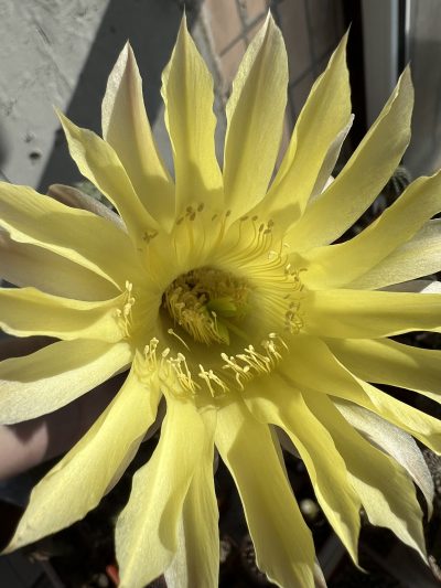 діточка Echinopsis Ika - Funny Chicken, d = 3 см