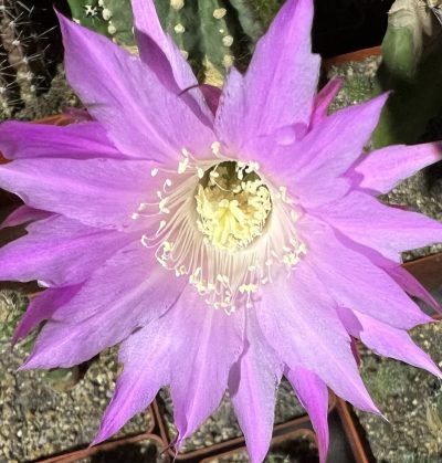 Echinopsis Ika - First Surprise (власний гібрид), щеплений - Зображення 5