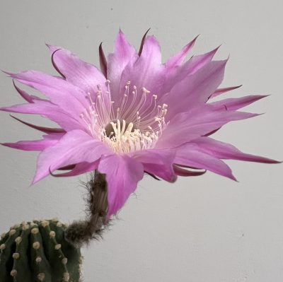 Echinopsis Ika - First Surprise (власний гібрид), щеплений - Зображення 3