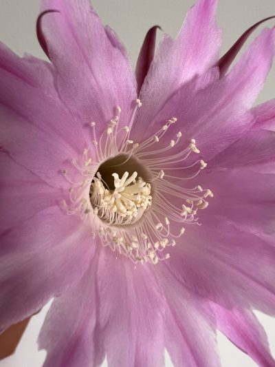 Echinopsis Ika - First Surprise (власний гібрид), щеплений - Зображення 4