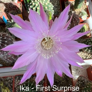 Echinopsis Ika - First Surprise (власний гібрид), щеплений