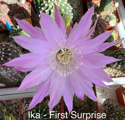 Echinopsis Ika - First Surprise (власний гібрид), щеплений