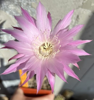 Echinopsis Ika - First Surprise (власний гібрид), щеплений - Зображення 7