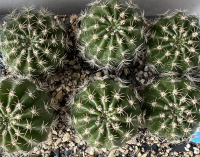 діточка Echinopsis Ika - Funny Chicken, d = 3 см - Зображення 2