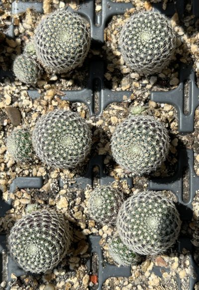 aylostera heliosa v. cajasensis RH243, ціна за одну - Зображення 3