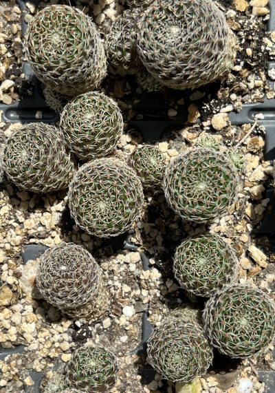 aylostera heliosa v. condorensis RH271, кущик - Зображення 3