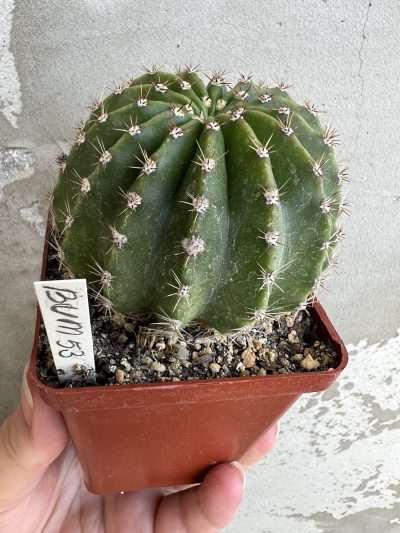Echinopsis BUM 53, доросла рослина - Зображення 2