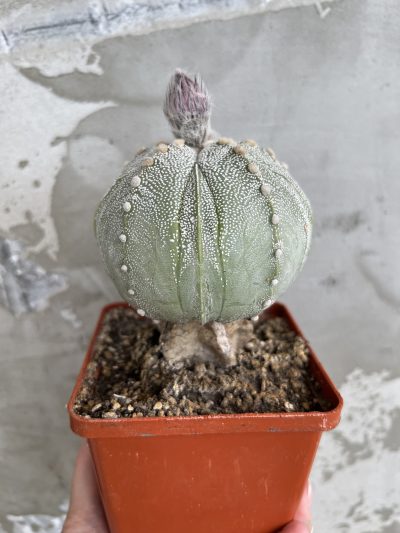 Astrophytum hybrid, щеплений - Зображення 2