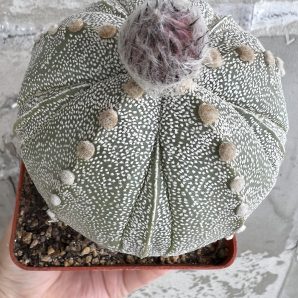 Astrophytum hybrid, щеплений
