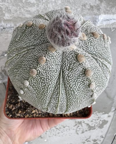 Astrophytum hybrid, щеплений