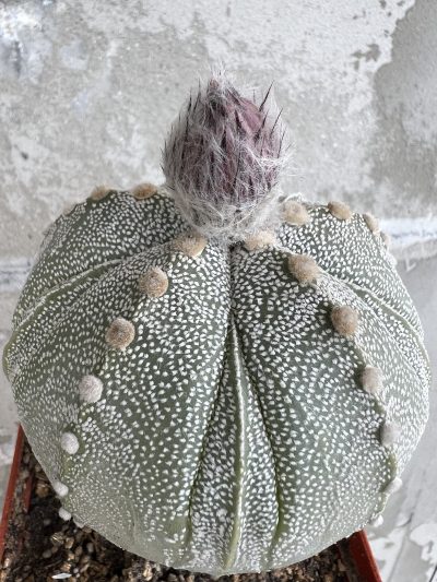 Astrophytum hybrid, щеплений - Зображення 3