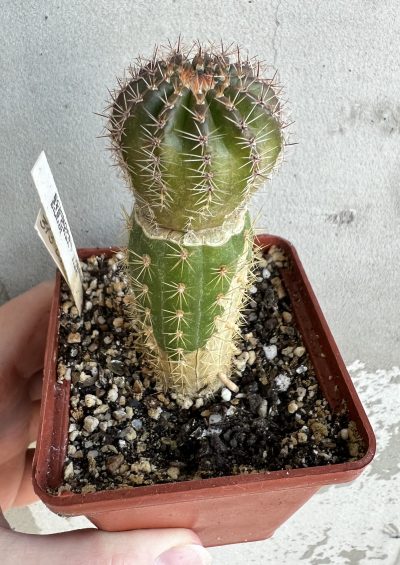щеплена діточка , Echinopsis 313 Chan Chan , d = 3 см (мінлива квітка) - Зображення 3