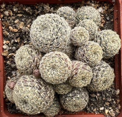 Sulcorebutia albissima, кущик - Зображення 2