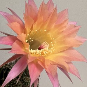 невкорінена діточка Echinopsis DIV 397x333, d = 2,2 см