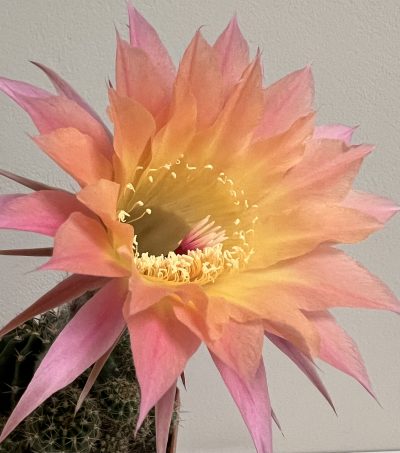 невкорінена діточка Echinopsis DIV 397x333, d = 2,2 см