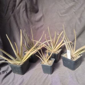 aloe vera менше
