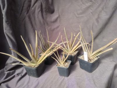 aloe vera