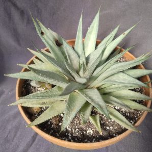 gasteraloe (gastrolea) Wonder діаметр близько 20см