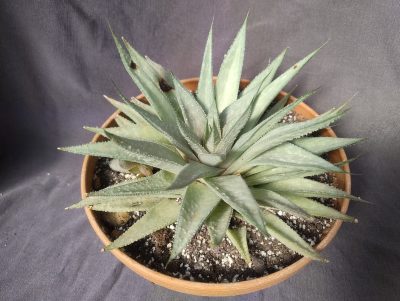 gasteraloe (gastrolea) Wonder діаметр близько 20см
