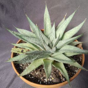 gasteraloe (gastrolea) Wonder горщик 15см